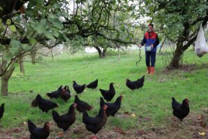 Tavuklar ve meyve bahçeleri, organik tarım ve doğal üretim alanında kalite.